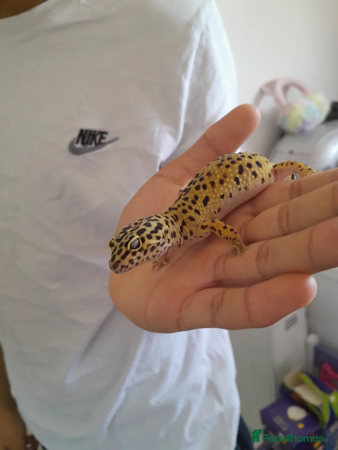 Gecko reptiles for sale: Normal/albino gecko - Advert 1
