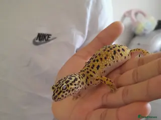 Gecko reptiles Normal/albino gecko - Advert 1