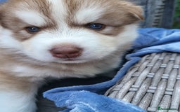 Siberian Husky dogs for sale: Beautiful Siberian Husky's - Image 5