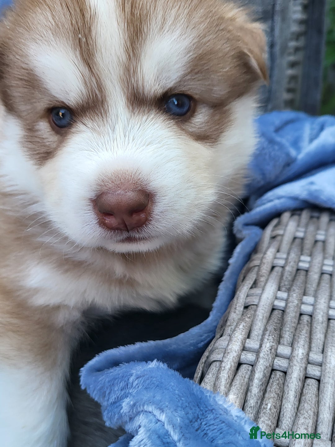 Siberian Husky dogs for sale: Beautiful Siberian Husky's - Image 5