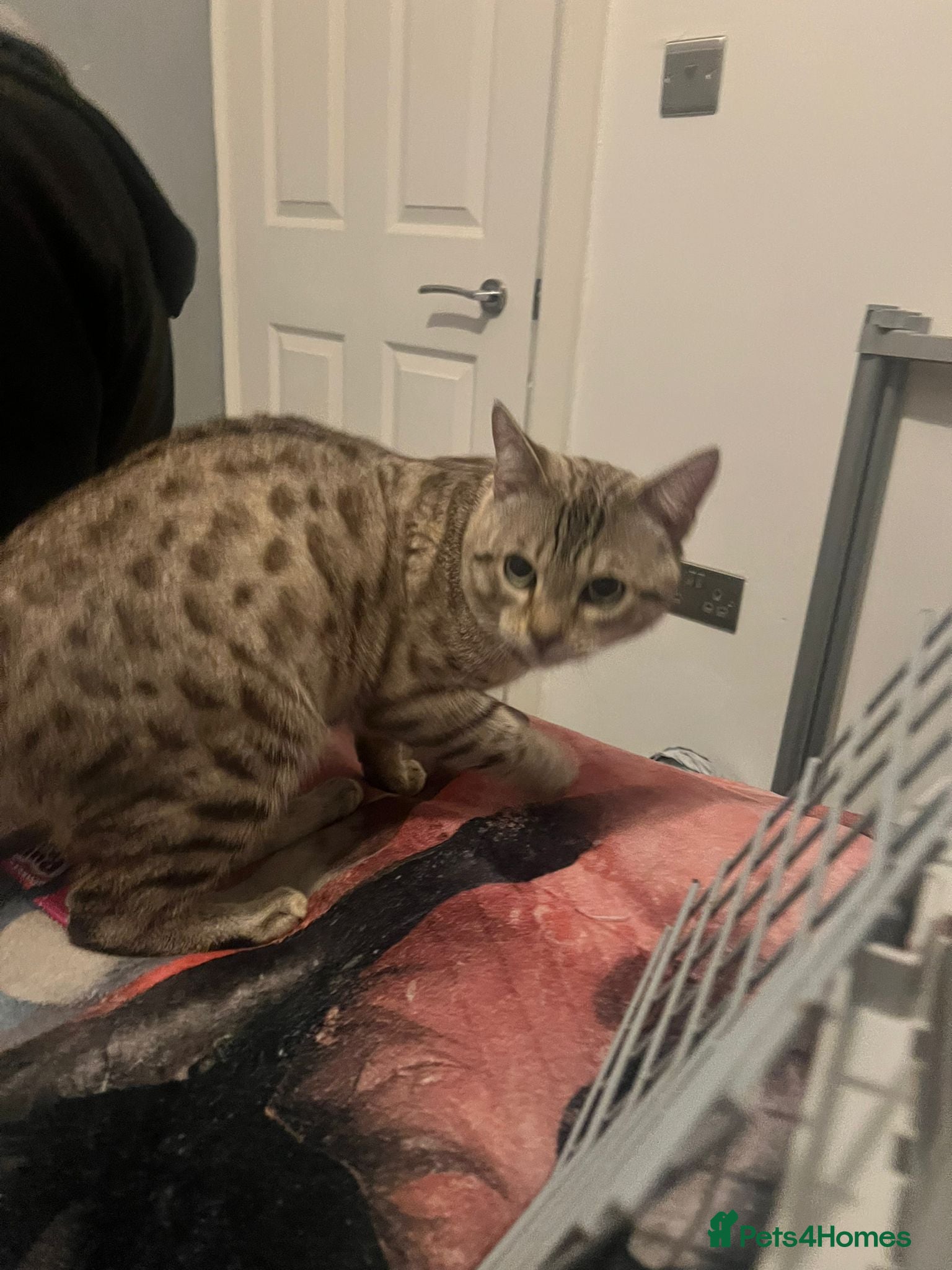 Bengal cats for sale: Snow Bengal cat for sale - Advert 11