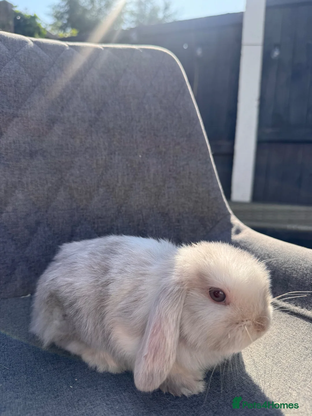 Mini Lop rabbits for sale: Pure bred mini lop bunnies  - Advert 9