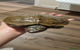 Turtle reptiles for sale: 3 turtles - Image 1