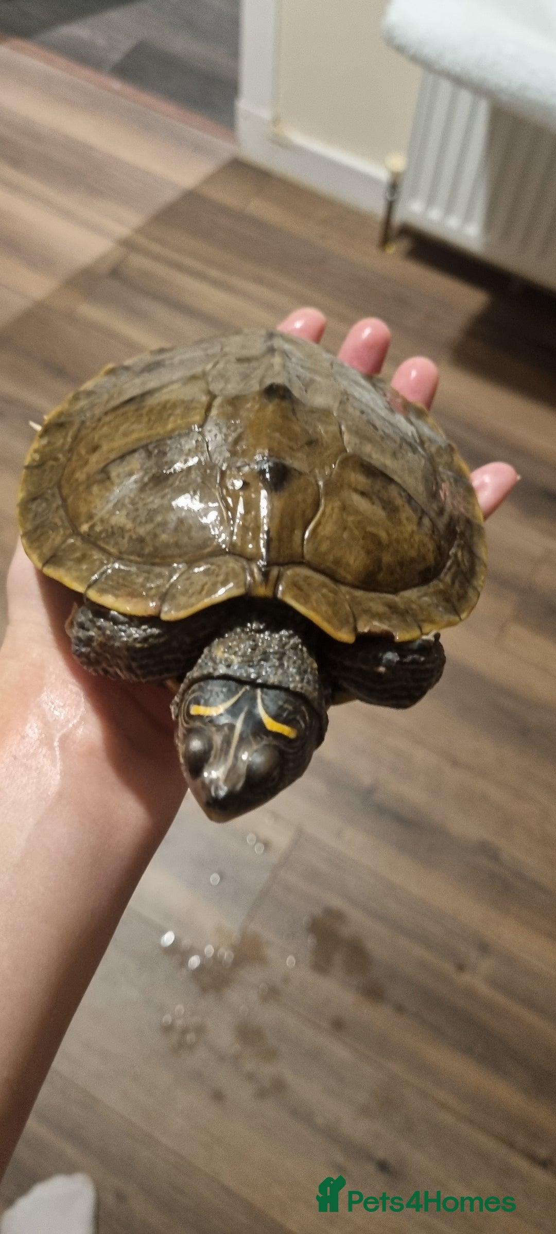 Turtle reptiles for sale: 3 turtles - Image 1