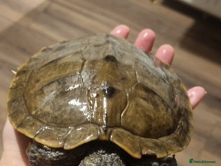 Turtle reptiles - Advert 18