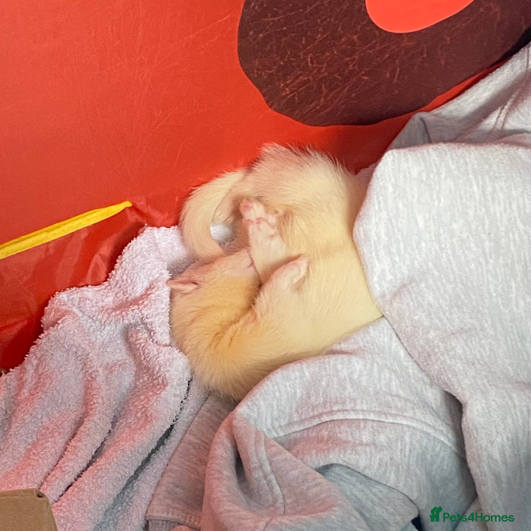 Ferret rodents for sale: 2 male ferrets for sale! - Image 4