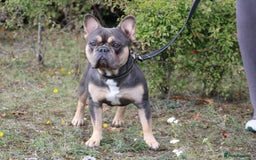 French Bulldog dogs for stud: Blue and Tan French Bulldog stud - Image 1