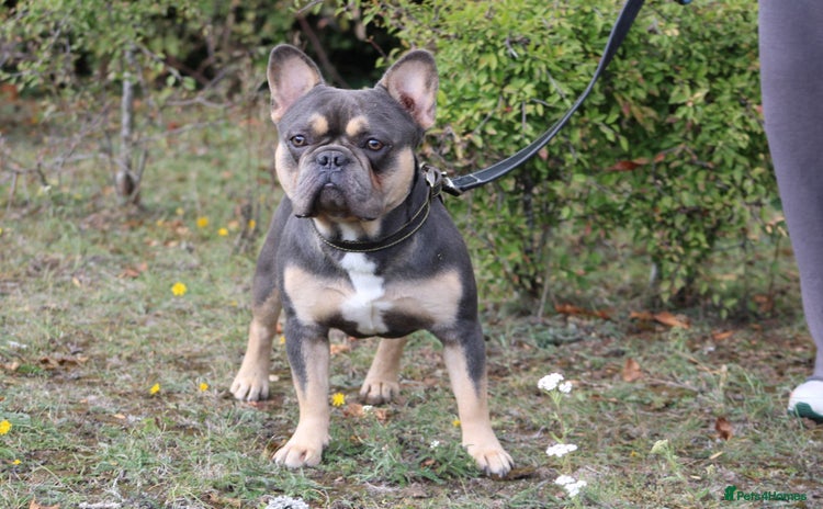 French Bulldog dogs - Advert 3