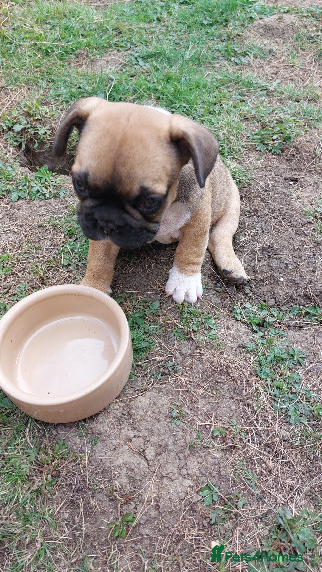 French Bulldog dogs for sale: BINGO  - Image 15
