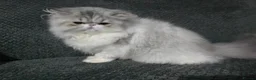 Persian cats for sale: Cute Silver Tabby PERSIAN Kitten for Sale | Loving - Advert 4