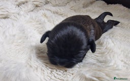 Lhasa Apso dogs for sale: 6 puppies  4 girls 2 boys - Image 12