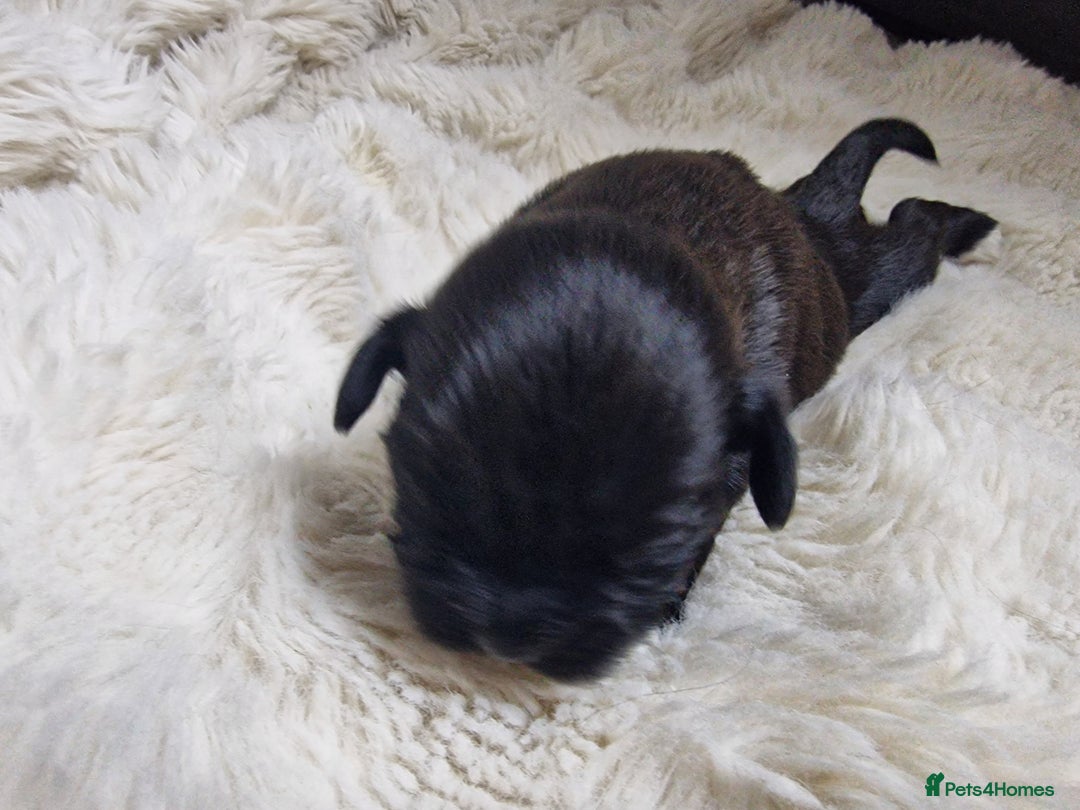 Lhasa Apso dogs for sale: 6 puppies  4 girls 2 boys - Image 12