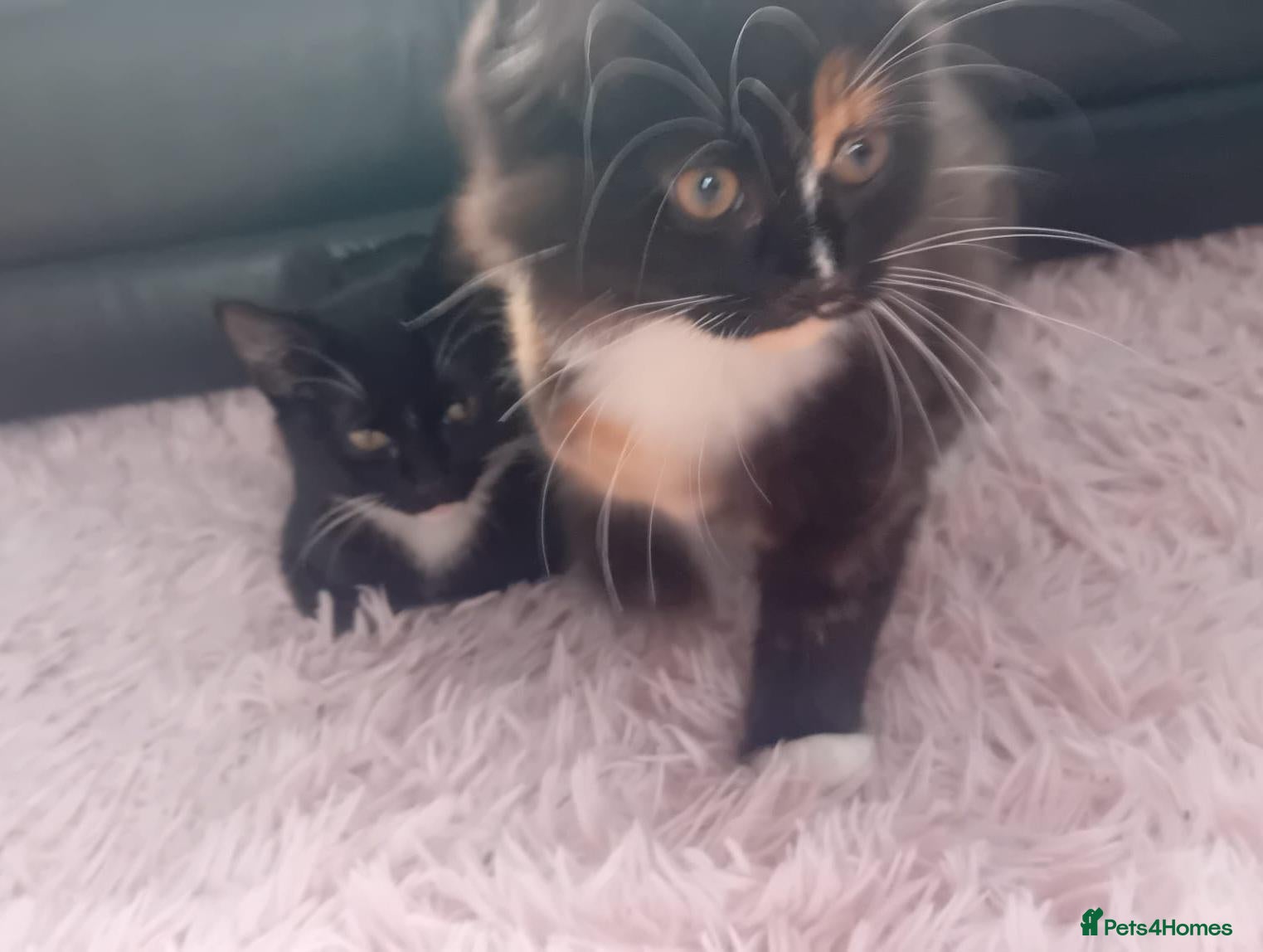 British Longhair cats 2 female kittens  - Advert 12