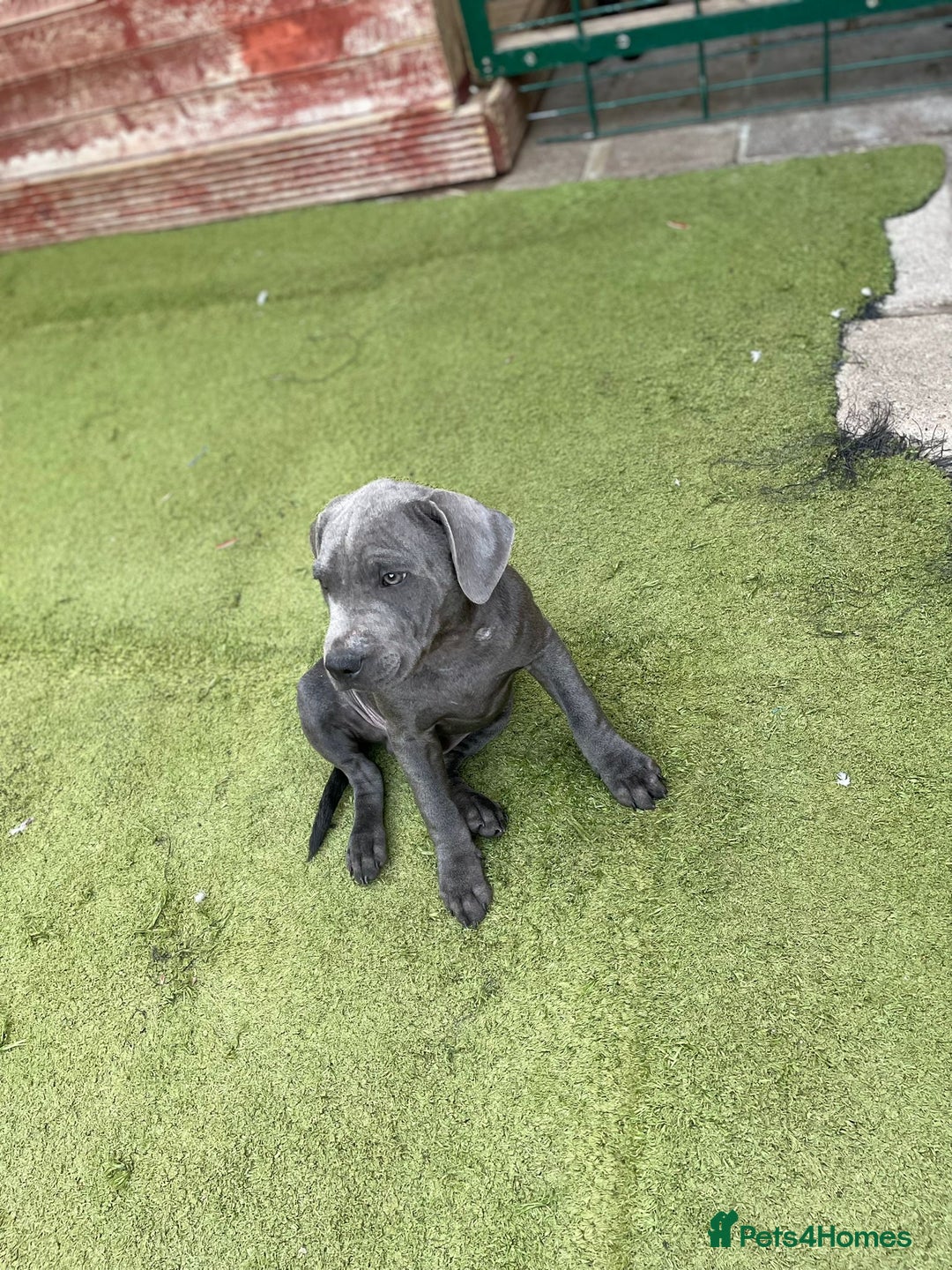 Staffordshire Bull Terrier dogs for sale:  ‼️Blue Staffordshire Bull Terrier boy ‼️  - Image 3