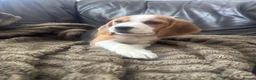 Beagle dogs for sale: Beautiful Beagles(ready now) - Advert 9