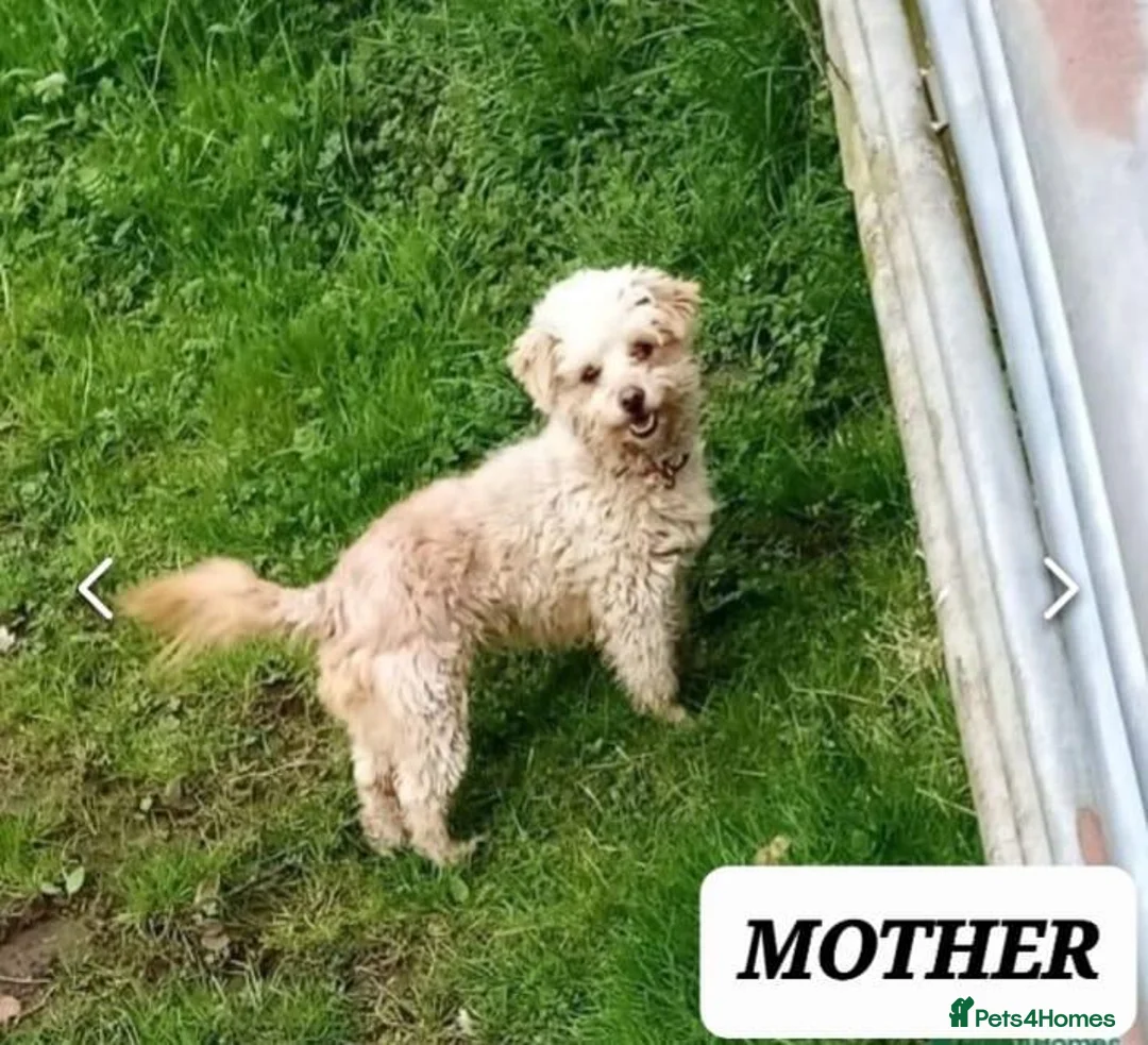 Chipoo dogs for sale: Chipoo boys - Advert 4