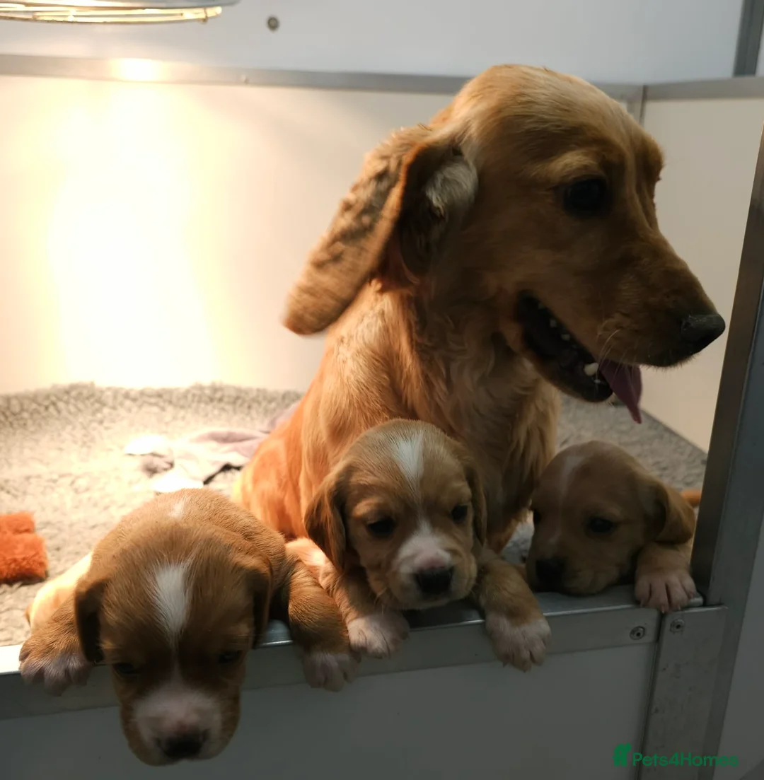 Bocker dogs for sale: Beautiful Red Bocker Pups - Ready 18.02.26 - Advert 9