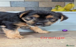 Yorkshire Terrier dogs for sale: Adorable Purebred Yorkshire Terrier Puppies - Image 13