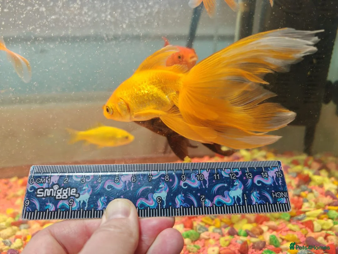 Goldfish fish for sale: Goldfish , Veiltail , Fancy, Telescope black in Glasgow - Advert 4