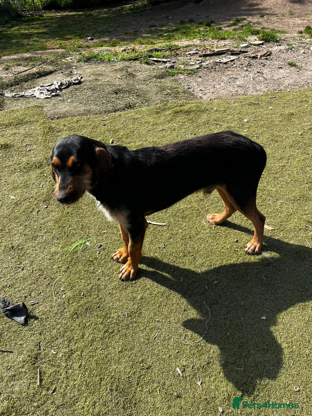 Mixed Breed dogs for adoption: Nigiri in Frinton-on-Sea - Advert 3