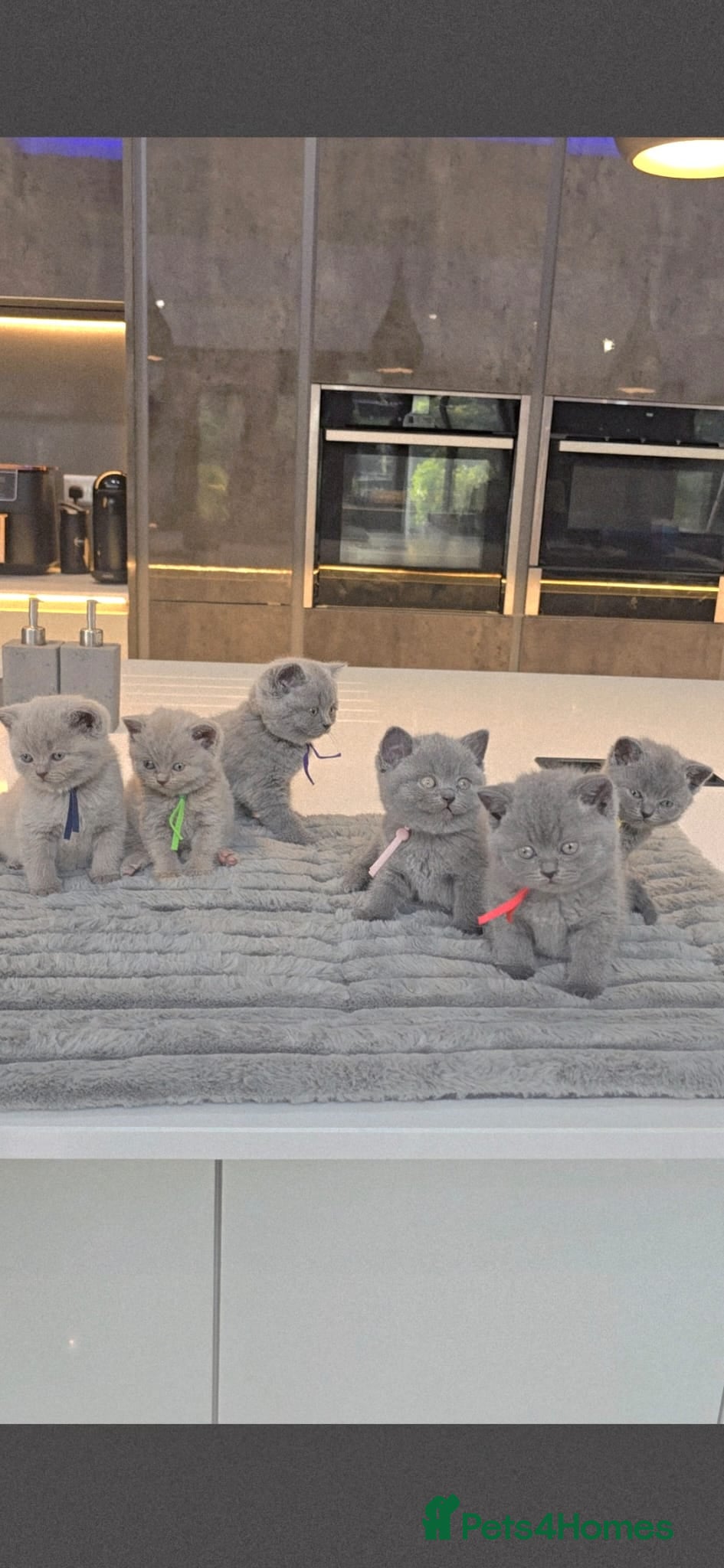 British Shorthair cats PEDIGREE BRITISH SHORTHAIR KITTENS - Advert 2