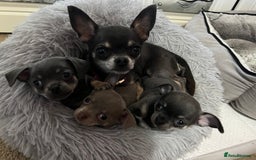 Chihuahua dogs for sale: Chihuahua - Image 1
