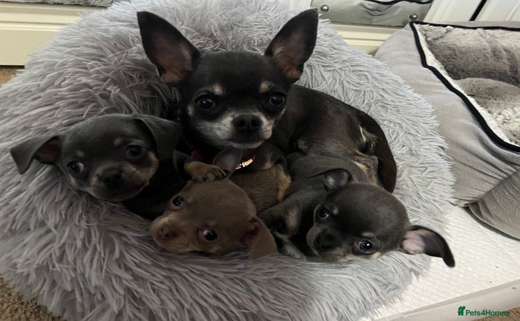 Chihuahua dogs - Advert 7