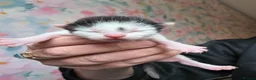Mixed Breed cats for sale: Gorgeous kittens available  - Advert 5