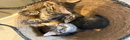 Mixed Breed cats for sale: Kittens - Advert 3