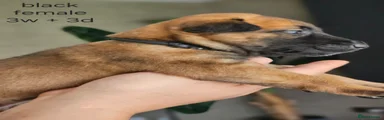 Belgian Shepherd Dog Puppy 9