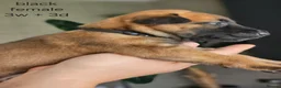 Belgian Shepherd Dog dogs for sale: Belgian Malinois Puppies in Sunderland - Advert 9