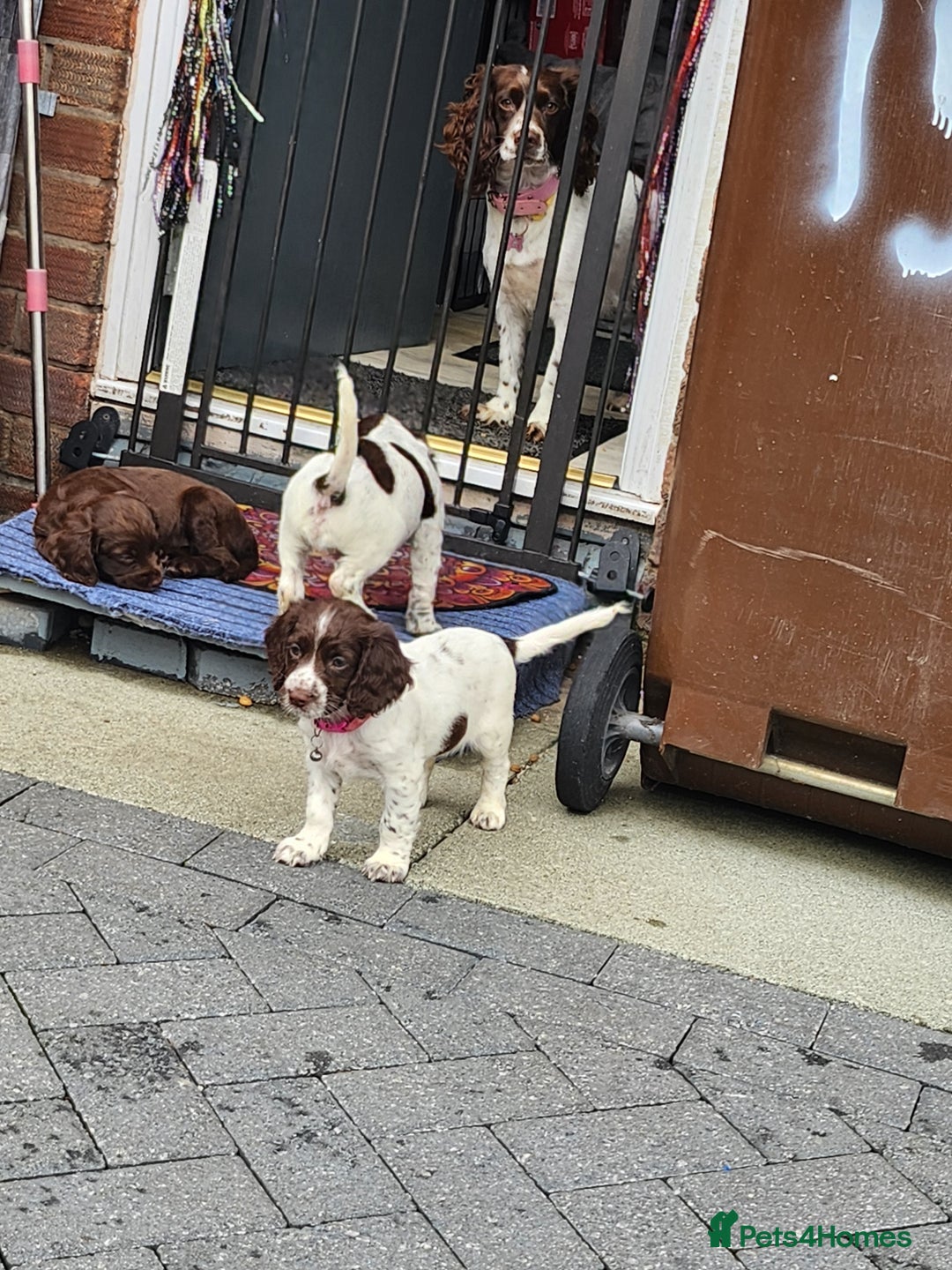 Cocker Spaniel dogs for sale: 7 pups 4 girls 3 boys  - Image 39