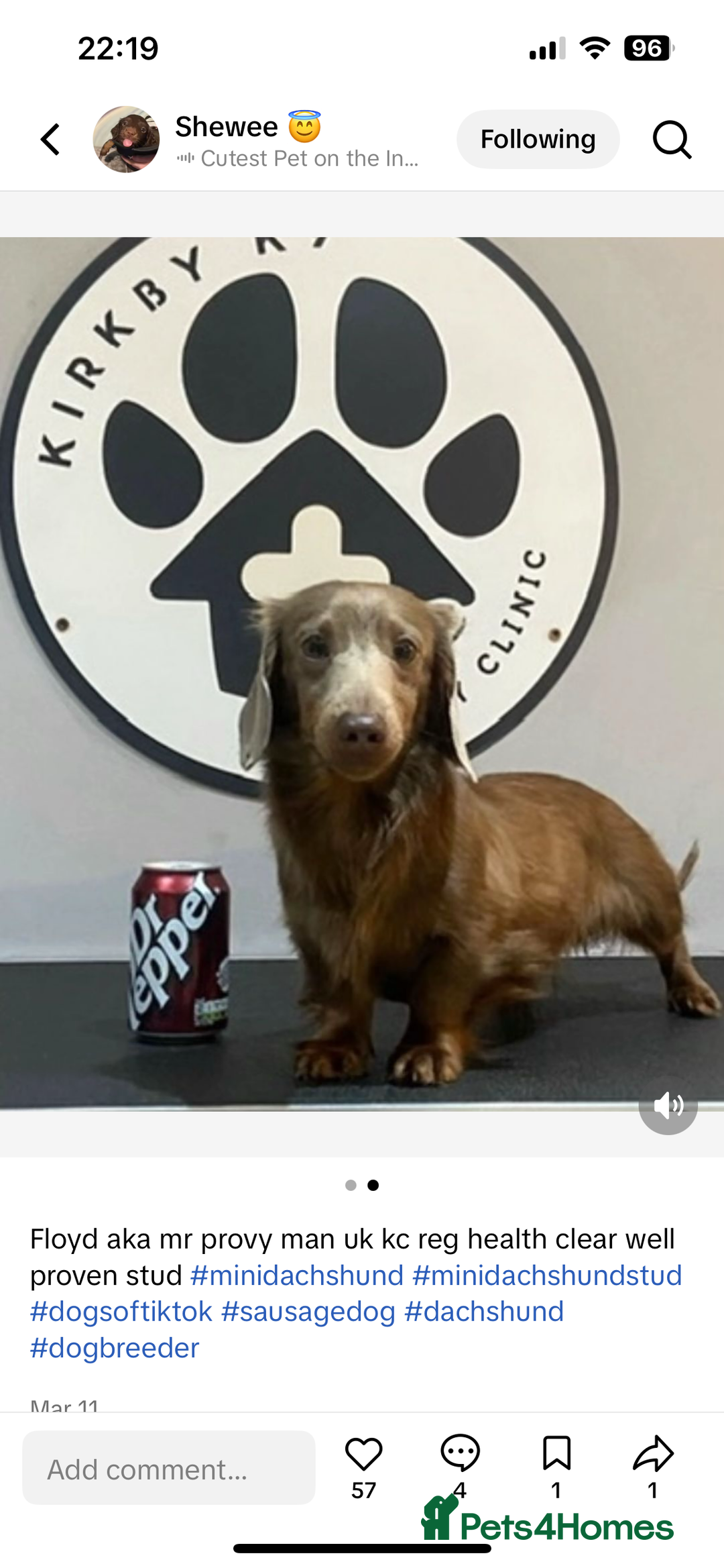 Miniature Dachshund dogs for sale: Mini longhaired Isabella/tan Dachshunds VACCINATED - Image 27