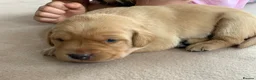 Labrador Retriever dogs for sale: KC Labrador puppies - Advert 12