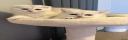 Scottish Fold cats for sale: Adorable Scottish Fold Kittens - Only 2 left - Advert 2