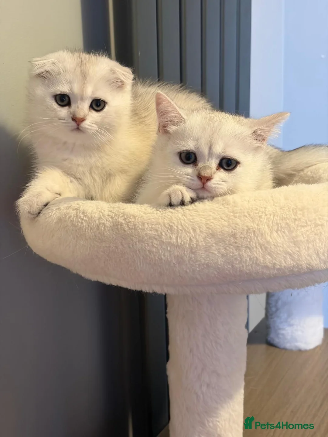 Scottish Fold cats for sale: Adorable Scottish Fold Kittens - Only 2 left - Advert 2