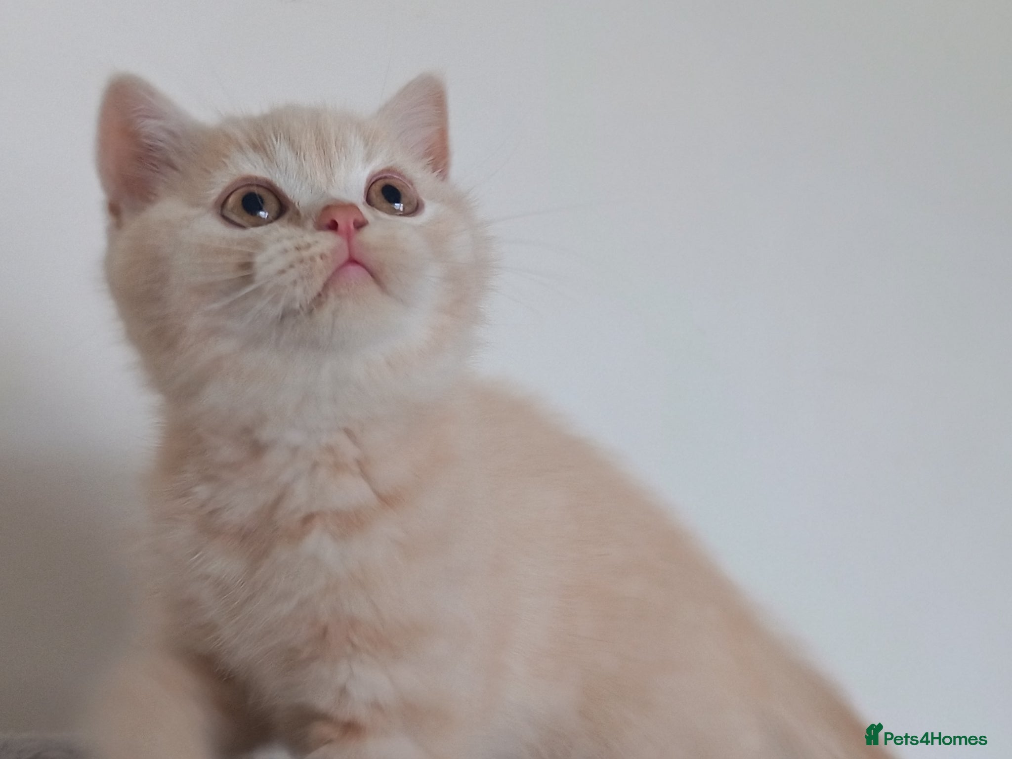 British Shorthair cats GCCF registered cream and lilac BSH - Advert 8