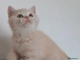 British Shorthair cats GCCF registered cream and lilac BSH - Advert 8