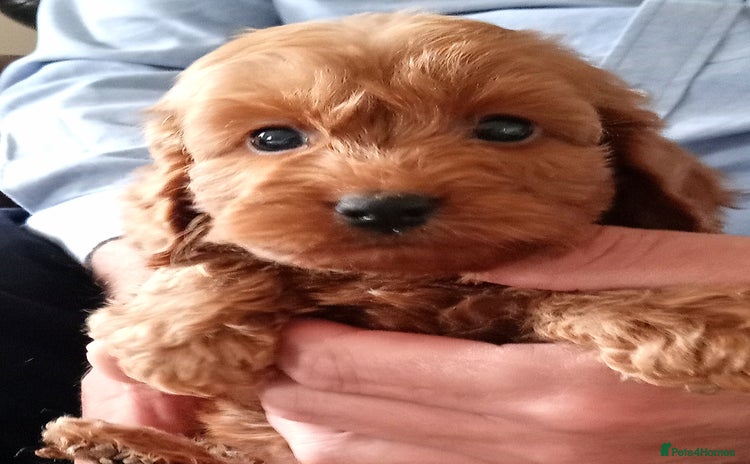 Cockapoo dogs - Advert 1