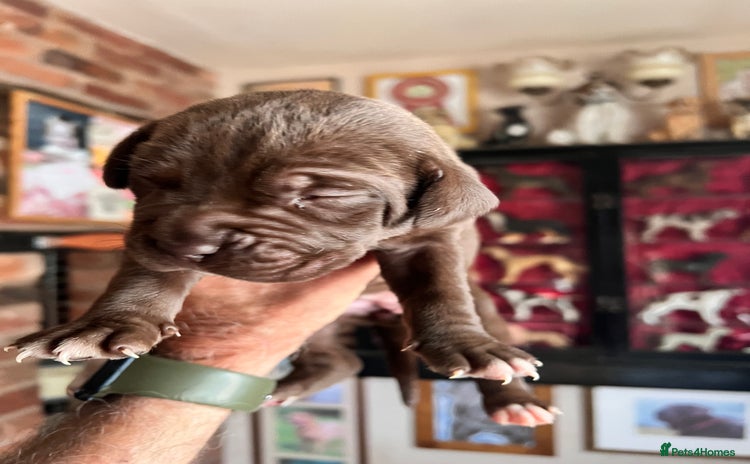 Cane Corso dogs - Advert 1