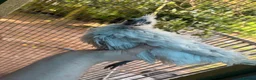 Mixed Breed poultry for sale: Mixed Flock of Birds - Advert 7