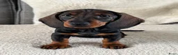 Dachshund dogs for sale: Standard wire haired dachshund  - Advert 17