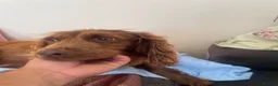 Mixed Breed dogs for sale: Cocker spaniel x Jack Russell in Doncaster - Advert 3