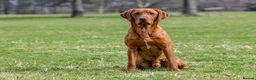Labrador Retriever dogs for stud: ✨PROVEN FULLY HEALTH TESTED WORKING RED LABRADOR✨ in Hawes - Advert 17