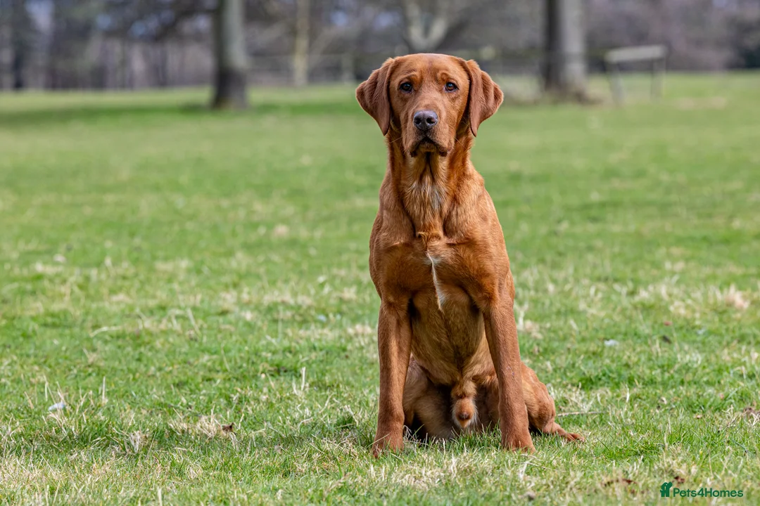 Labrador Retriever dogs for stud: ✨PROVEN FULLY HEALTH TESTED WORKING RED LABRADOR✨ in Hawes - Advert 17