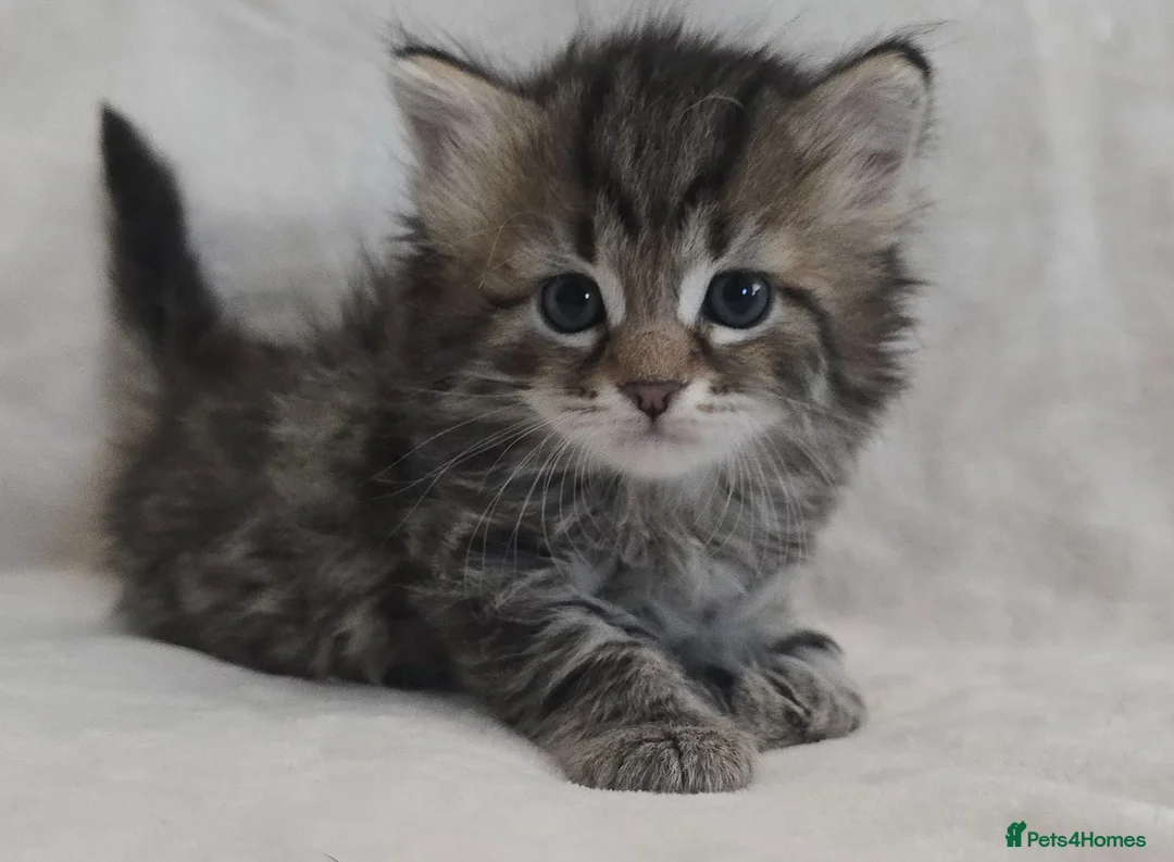 Siberian cats for sale: Pure Siberian kittens  - Advert 1