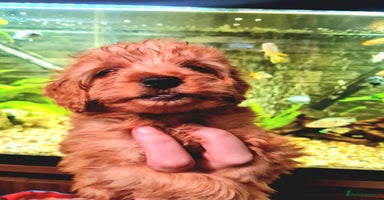 Cockapoo dogs - Advert 2