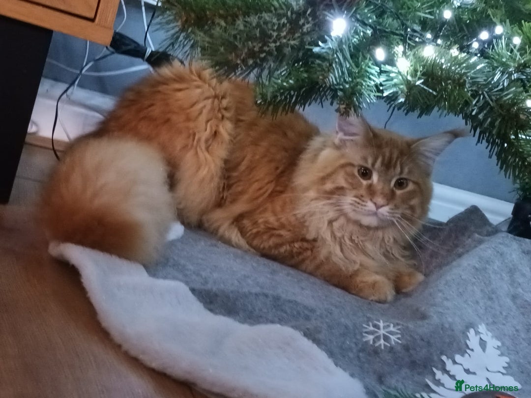Maine Coon cats for stud: Maine coon for stud  in Southampton - Advert 2