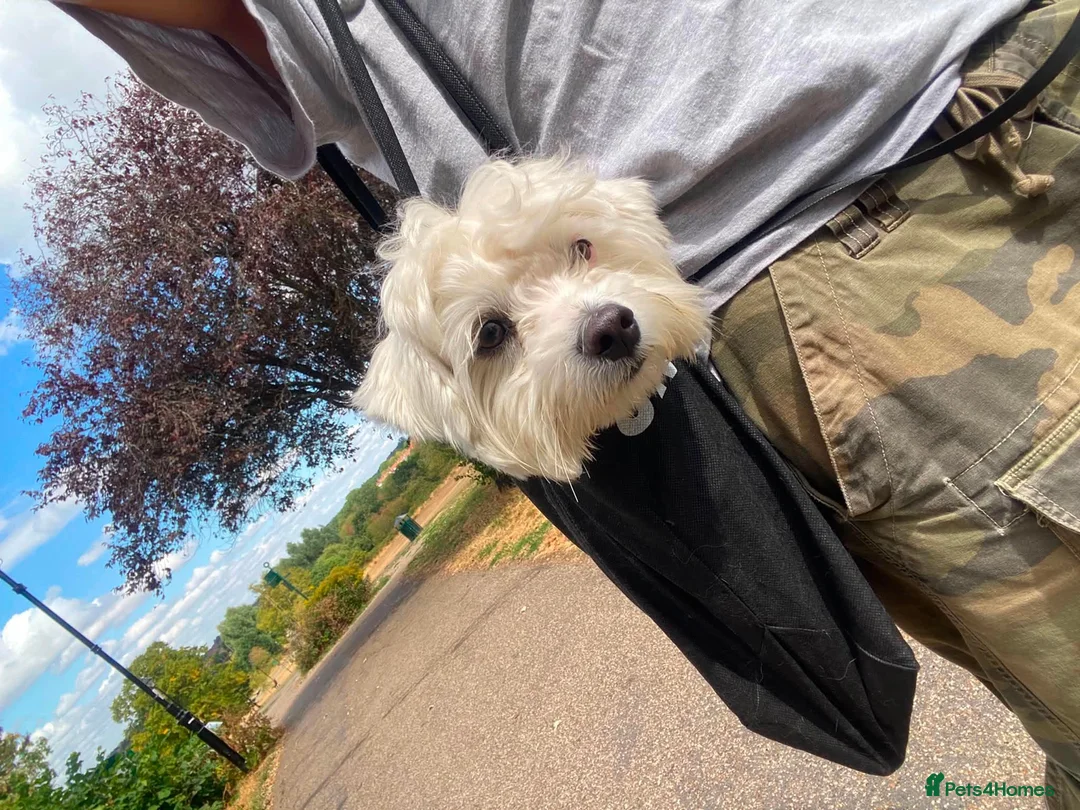 Maltipoo dogs for stud: Lord Yuki Smoosh - Advert 2