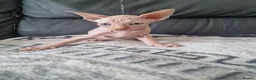 Sphynx cats for sale: Canadian Sphynx Kittens Looking for Loving Homes  - Advert 24